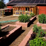 barn veggies1 Here are the barn veggies at Rancho Pillow with the greenhouse and the chicken coop in the background.