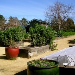 carportveggies1 Here's the Rancho Pillow garden in Winter.