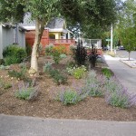 eric1 Here's an MML design/install that features catmint, millet, euphorbia, and pineapple guavas in the background.