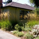 OLYMPUS DIGITAL CAMERA Calamagrostis Karl Foerster provide the sort of structure in a landscape usually occupied by boxwoods. Artemesia, catmint, and an olive tree in the foreground.