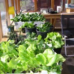 grnhs lettuce Here's some lettuce and spinach along with various seedings in the greenhouse.