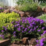 priestess garden Here is some verbena and oregano in a garden installed by MML in 2004, which it continues to maintain.