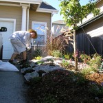 sheet mulching Here's Dana doing some sheet mulching for an MML design/install in Santa Rosa. The newspaper is an effective weed block, but it decomposes as the plants fill in.